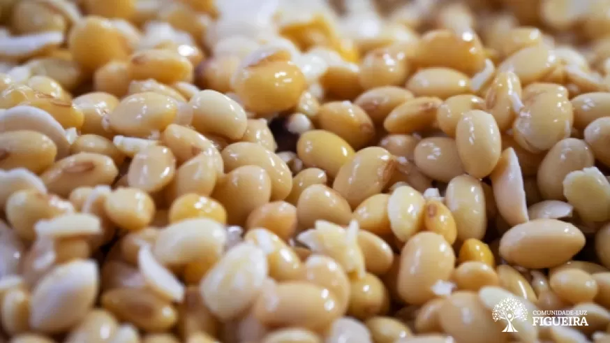 The making of Tofu and Soy Milk in the Figueira Light-Community
