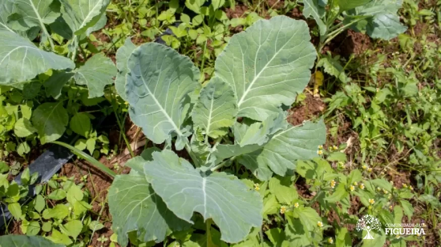 Gardens and Seeds: Blessings of the Fig Tree in favor of all life
