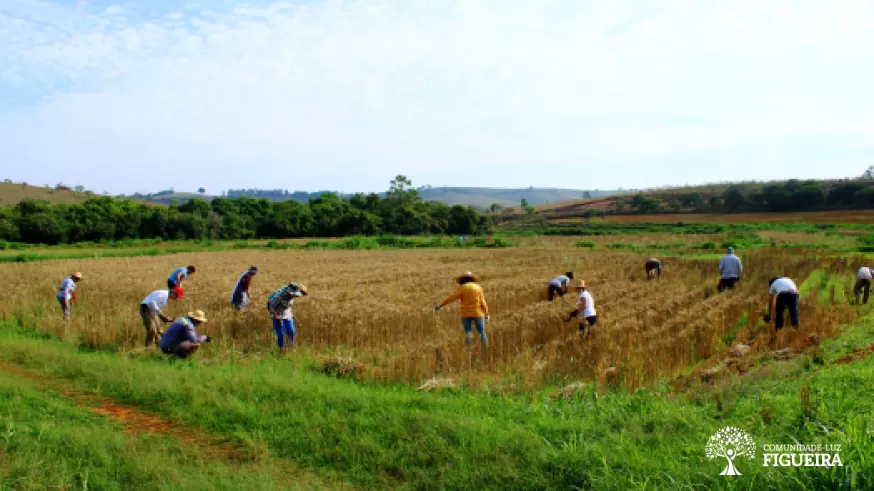 12 de maio: Dia Internacional da Sanidade Vegetal
