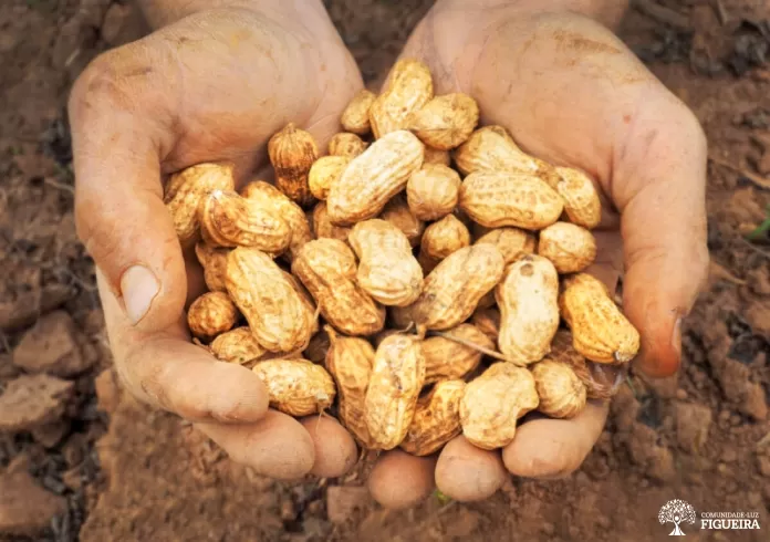 Agricultura regenerativa