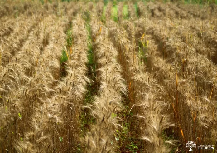 Agricultura regenerativa